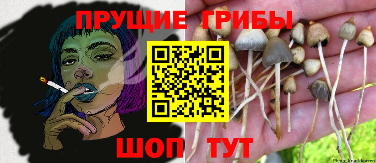 Псилоцибиновые грибы Psilocybe  Волоколамск 